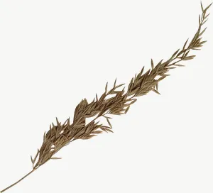 Pressed brown grass spray flower PNG with transparent background, real photo cutout