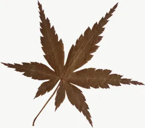 Pressed brown maple leaf PNG with transparent background, real photo cutout
