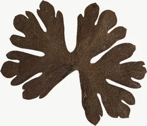 Pressed brown oak leaf, round PNG with transparent background, real photo cutout