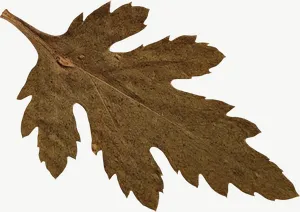 Pressed brown oak leaf, wide PNG with transparent background, real photo cutout