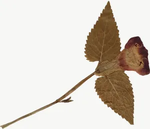 Pressed brown rosebud flower PNG with transparent background, real photo cutout
