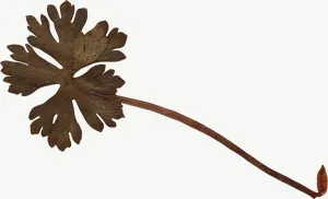 Pressed brown seed head flower PNG with transparent background, real photo cutout