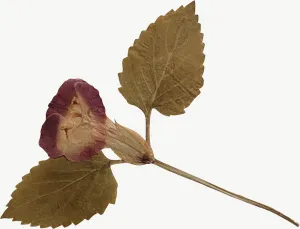 Pressed burgundy rosebud flower PNG with transparent background, real photo cutout