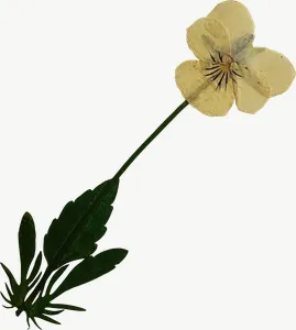 Pressed cream buttercup flower PNG with transparent background, real photo cutout