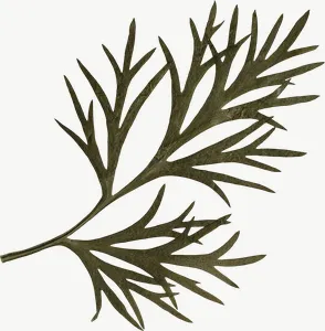 Pressed green cedar sprig, close-up PNG with transparent background, real photo cutout