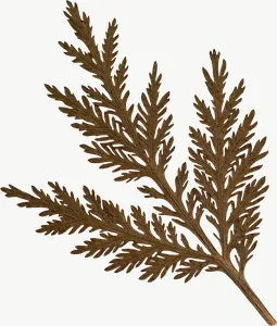 Pressed green cedar sprig, loosely framed PNG with transparent background, real photo cutout