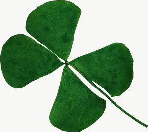 Pressed green clover leaf, round PNG with transparent background, real photo cutout