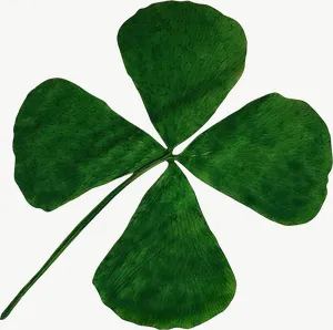 Pressed green clover leaf, round, close-up PNG with transparent background, real photo cutout