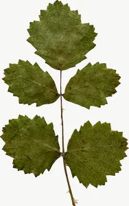 Pressed green clover leaf, tall PNG with transparent background, real photo cutout