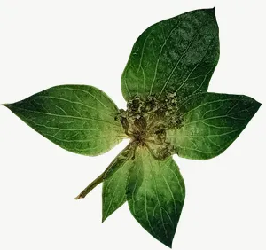Pressed green clover leaf, round, with stem PNG with transparent background, real photo cutout