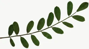 Pressed green compound leaf, wide PNG with transparent background, real photo cutout
