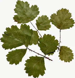 Pressed green compound leaf, round PNG with transparent background, real photo cutout