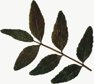 Pressed green compound leaf, round, deep tone PNG with transparent background, real photo cutout