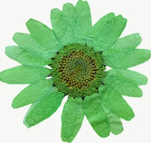 Pressed green daisy flower, close-up PNG with transparent background, real photo cutout