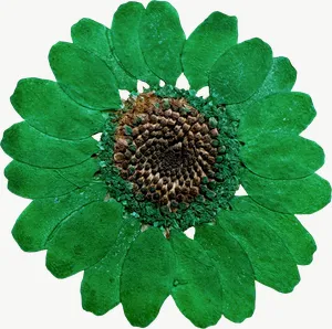 Pressed green daisy flower, loosely framed PNG with transparent background, real photo cutout