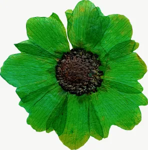 Pressed green daisy flower, tall PNG with transparent background, real photo cutout