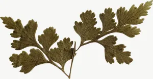 Pressed green fern leaf, wide PNG with transparent background, real photo cutout