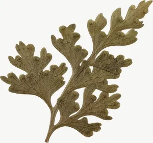 Pressed green fern leaf, round PNG with transparent background, real photo cutout
