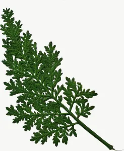 Pressed green fern leaf, round, with stem PNG with transparent background, real photo cutout