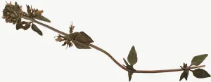 Pressed green herb sprig, wide PNG with transparent background, real photo cutout