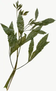 Pressed green herb sprig, tall PNG with transparent background, real photo cutout