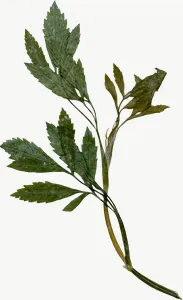 Pressed green herb sprig, tall, loosely framed PNG with transparent background, real photo cutout
