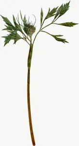 Pressed green herb sprig, tall, loosely framed, high bloom PNG with transparent background, real photo cutout