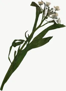 Pressed green herb sprig, tall, loosely framed, with stem PNG with transparent background, real photo cutout