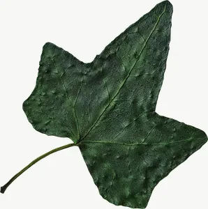 Pressed green ivy leaf PNG with transparent background, real photo cutout