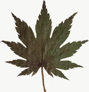 Pressed green maple leaf, close-up PNG with transparent background, real photo cutout