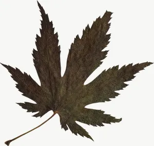 Pressed green maple leaf, loosely framed PNG with transparent background, real photo cutout