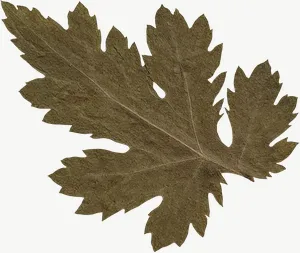 Pressed green oak leaf, close-up PNG with transparent background, real photo cutout