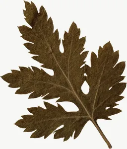 Pressed green oak leaf, loosely framed PNG with transparent background, real photo cutout