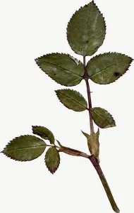 Pressed green rose leaf PNG with transparent background, real photo cutout
