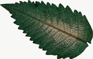 Pressed green serrated leaf, wide PNG with transparent background, real photo cutout