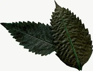 Pressed green serrated leaf, wide, right-facing PNG with transparent background, real photo cutout