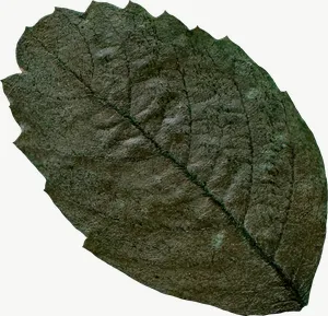 Pressed green serrated leaf, round PNG with transparent background, real photo cutout