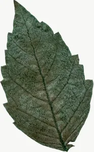 Pressed green serrated leaf, tall PNG with transparent background, real photo cutout