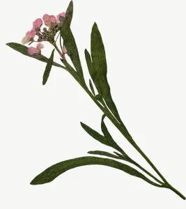 Pressed green spray flower PNG with transparent background, real photo cutout