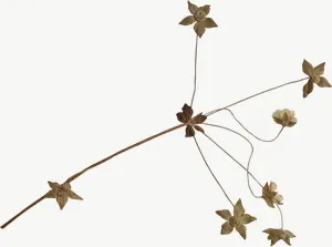 Pressed green star spray flower PNG with transparent background, real photo cutout