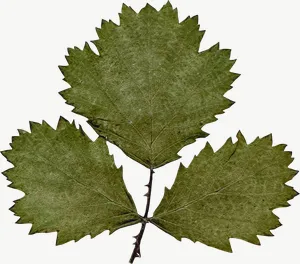 Pressed green strawberry leaf, close-up PNG with transparent background, real photo cutout
