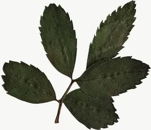 Pressed green strawberry leaf, deep tone PNG with transparent background, real photo cutout
