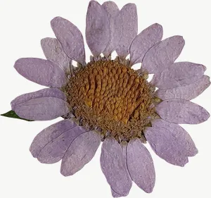 Pressed lavender daisy flower, close-up PNG with transparent background, real photo cutout