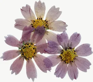 Pressed lavender daisy flower, loosely framed PNG with transparent background, real photo cutout