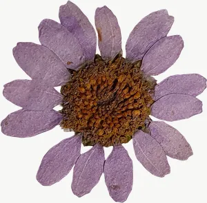 Pressed lavender daisy flower, tall PNG with transparent background, real photo cutout
