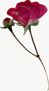 Pressed magenta carnation flower PNG with transparent background, real photo cutout