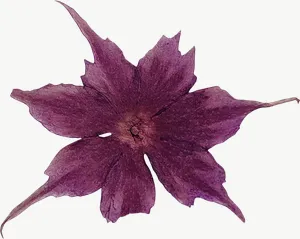 Pressed magenta columbine flower PNG with transparent background, real photo cutout