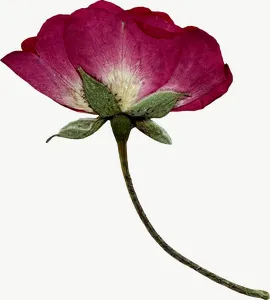 Pressed magenta cosmos flower, high bloom PNG with transparent background, real photo cutout