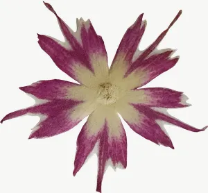 Pressed magenta cosmos flower, close-up PNG with transparent background, real photo cutout