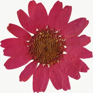 Pressed magenta daisy flower PNG with transparent background, real photo cutout